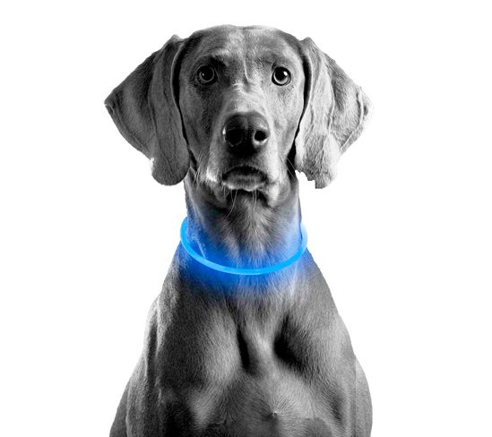 Светодиодный светящийся ошейник с LED подсветкой iPets LC-01, размер L, голубой 7796 фото