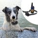 Электроошейник для дрессировки собак iPets DTC-800, с 2-мя ошейниками для 2-х собак, водонепроницаемый 3857 фото 8