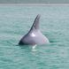 Плавник акулы с радиоуправлением Flytec V302 | Радиоуправляемая акула, 15 км/час 7495 фото 6
